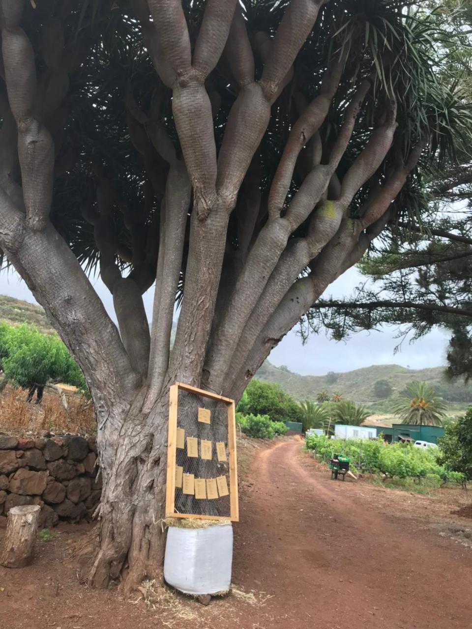 Finca El Vergel Rural Tegueste ภายนอก รูปภาพ